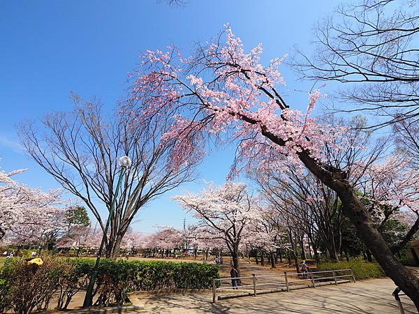 【周辺】春は桜がとても綺麗です。