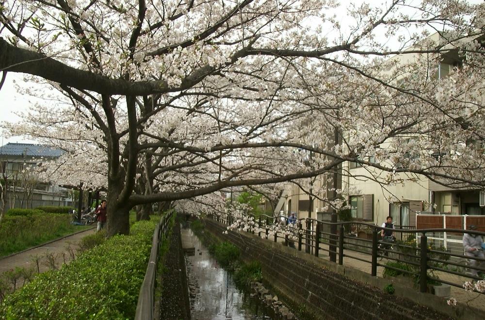 【周辺】公園二カ領用水　桜まで965ｍ