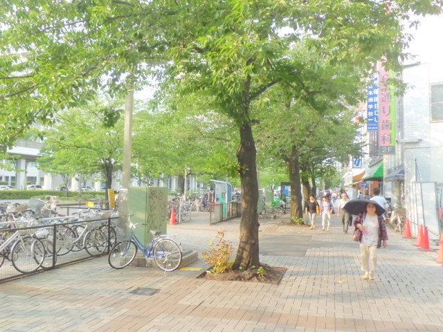 【周辺】駅から歩きやすい並木道