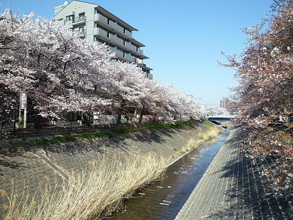 【周辺】物件がリバーサイドにあり、春には桜が満開でとっても綺麗です（5m）