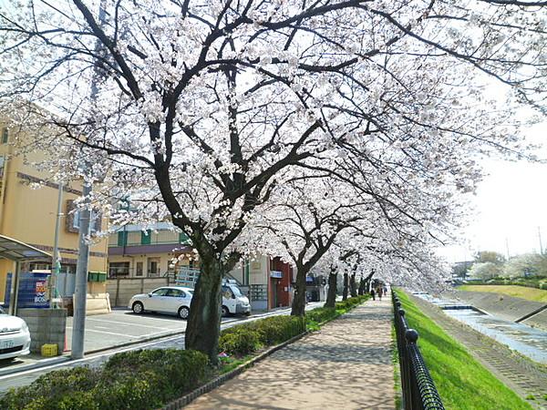 【周辺】乞田川が徒歩2分の所にあり、春には桜が満開です（170m）