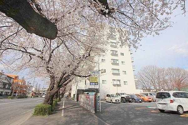 【周辺】マンション前面の桜並木