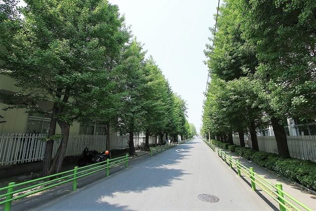 【周辺】近隣の環境。緑の綺麗な東京都市大学前の通りです。150ｍ