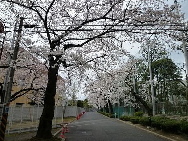 【周辺】その他日大前の桜並木まで1214ｍ