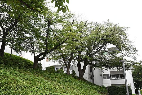 【外観】何本の桜の木が敷地内に管理されているのかと思うくらい、たくさんの木々。春が楽しみです。　現地（2017年8月）撮影