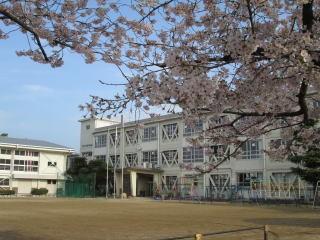 【周辺】久留米市立篠山小学校 校庭の桜