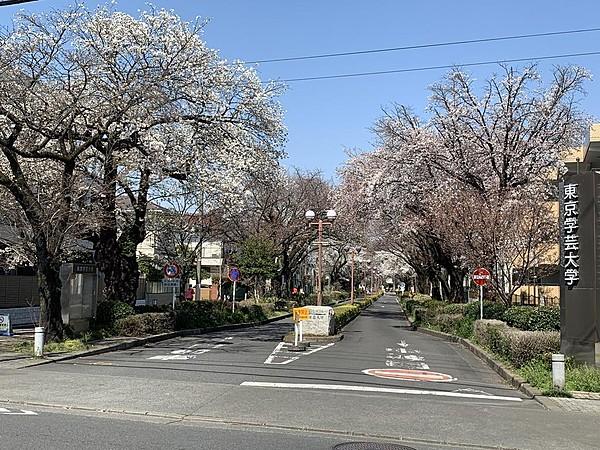 【周辺】東京学芸大学正門の入り口まで徒歩2分　付属幼稚園・小学校・中学校もあり、通学にはもってこい