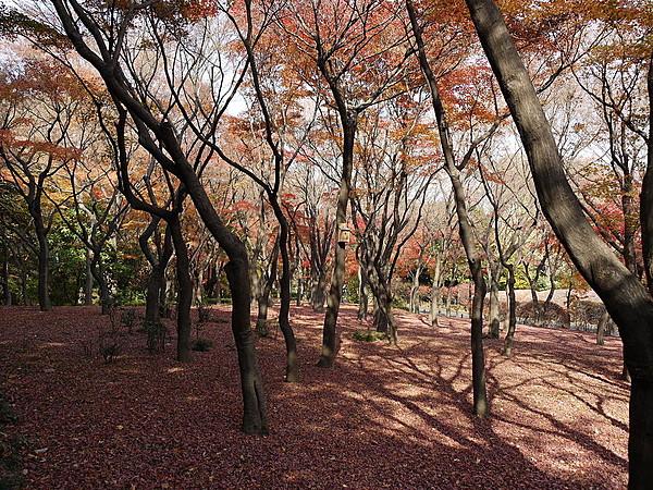 【周辺】美しい紅葉が見られる北の丸公園