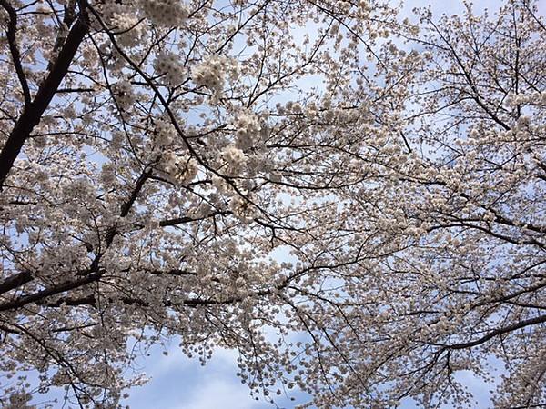 【周辺】春は桜が綺麗でして、お部屋で花見が出来ます。