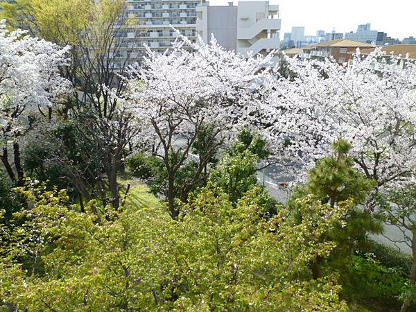 【外観】バルコニーからの眺望です。桜の時期は窓から桜がたくさん見えて迫力があります。
