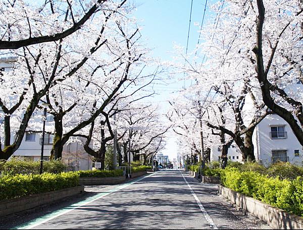 【周辺】マンション前面道路の桜並木