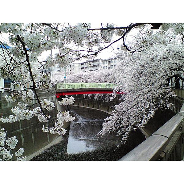 【周辺】石神井川の桜
