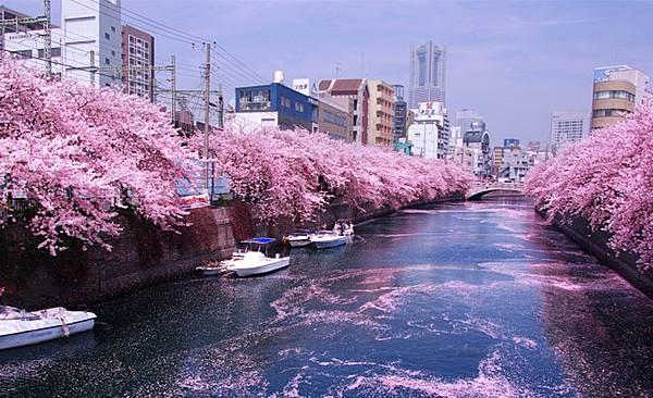 【周辺】近くには横浜市で有名な大岡川があります。 毎年桜祭りが行われ沢山の観光客が魅了されます。
