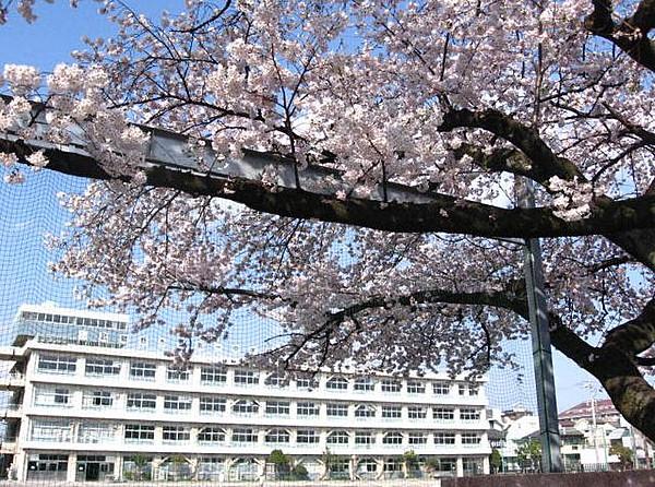 【周辺】【中学校】武蔵野市立 第一中学校まで739ｍ