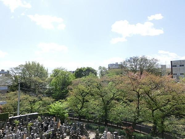 【周辺】石神井川沿い遊歩道の木々が望めます、隣のお寺の墓地も見えます