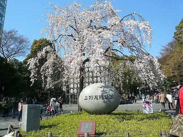 【周辺】上野恩賜公園は言わずと知れた桜の名所！たくさんの桜の木が植えられている上野恩賜公園。毎年3月の下旬に満開となる桜は春の訪れを告げる風物詩となっています。