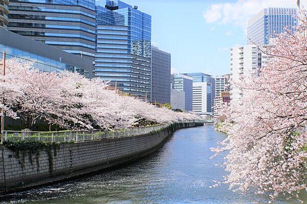 【周辺】春には桜が綺麗に咲きます。
