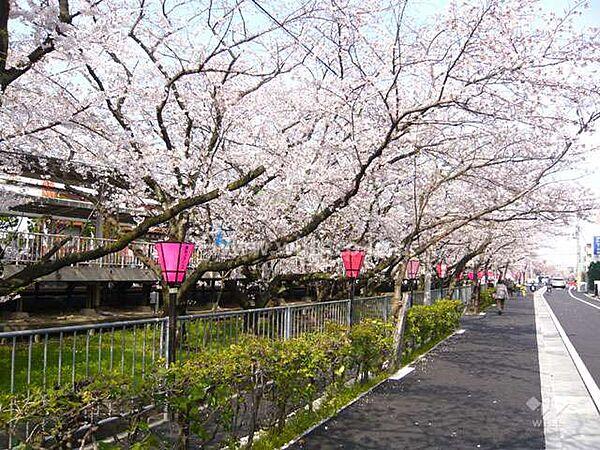 【周辺】「武庫之荘」駅前の桜並木の外観