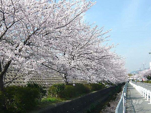 【周辺】JR沿いの桜並木の外観