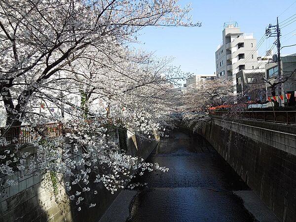 【周辺】目黒川の桜並木