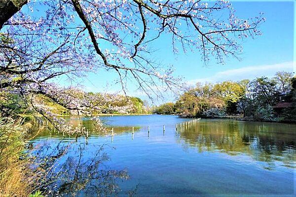 【周辺】都立善福寺公園 徒歩3分。四季折々で豊かな表情を感じさせてくれる名所、気持ちの良い自然に癒されますね♪ 200m