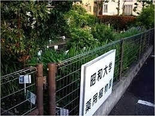 【周辺】昭和大学薬学部薬用植物園旗の台薬草園 徒歩7分。 490m
