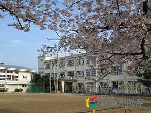 【周辺】篠山小学校 校庭の桜