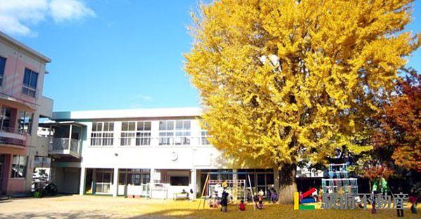 【周辺】聖使幼稚園 いちょうの木があります