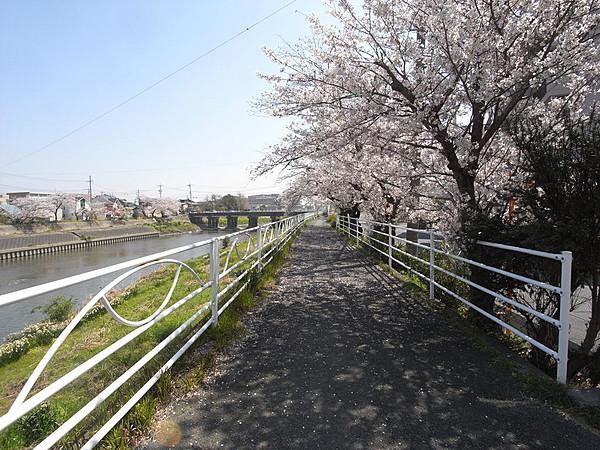 【周辺】目の前は馬込川遊歩道。桜の季節はとてもきれいです。