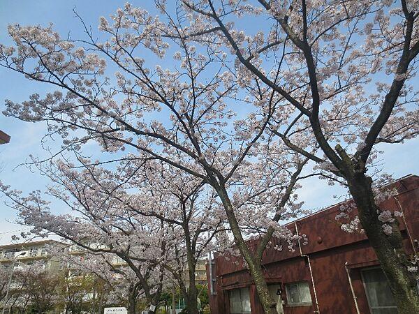 【外観】春の季節は敷地内の桜がとても綺麗です！