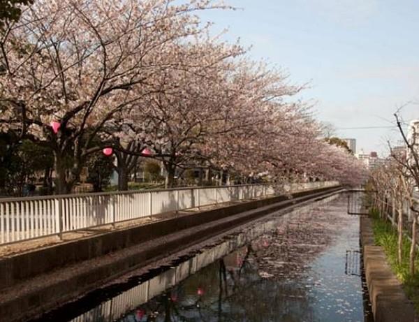 【周辺】【公園】仙台堀川公園の桜まで871ｍ