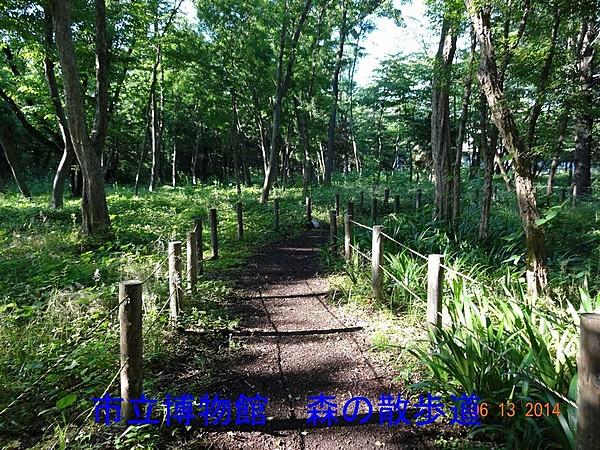【周辺】緑豊かな散歩コース