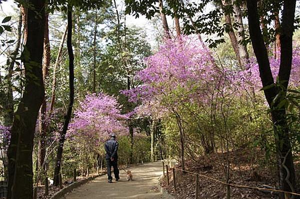 【周辺】【公園】紫金山公園まで605ｍ