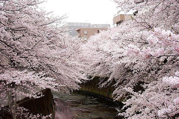 【周辺】春には満開の桜が望める神田川や甘泉園公園目の前の自然を感じる住環境が魅力です！