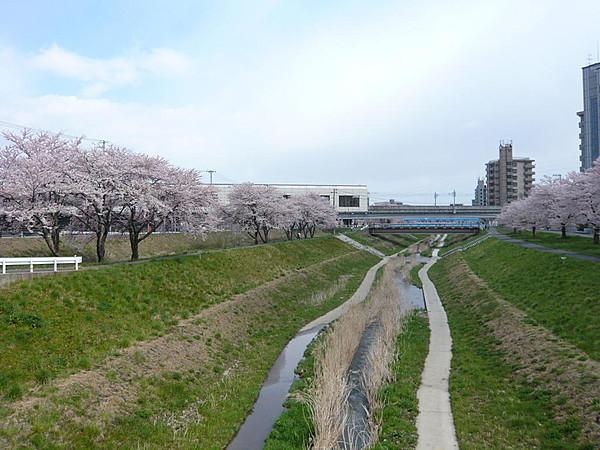 【周辺】笊川。春には桜が満開でお花見が出来ます。