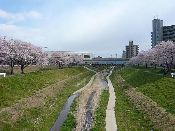【周辺】笊川。春には桜が満開
