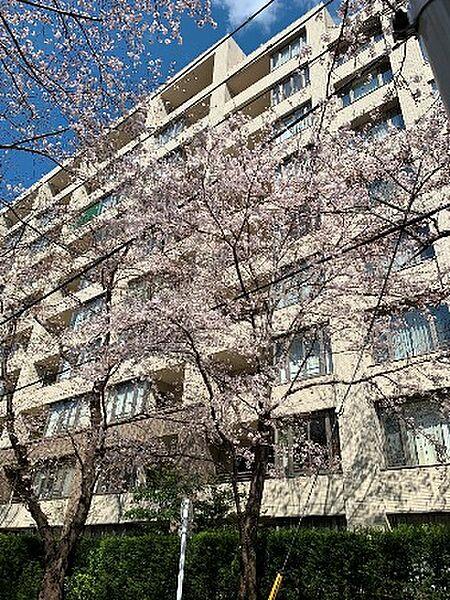 【周辺】周囲には美しい桜並木が広がり、春が待ち遠しく感じられます。
