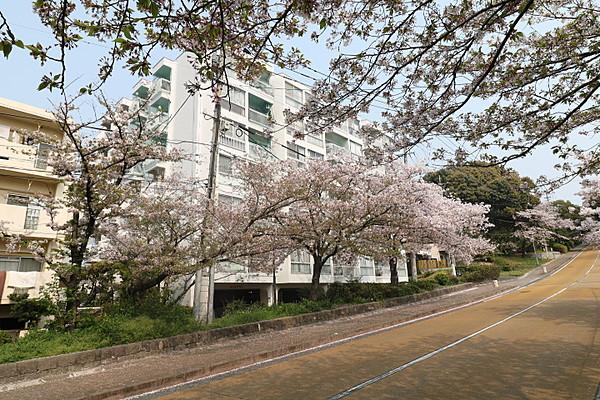 【外観】西公園入口に位置しており、桜の時期はマンションの前を桜が埋め尽くします。