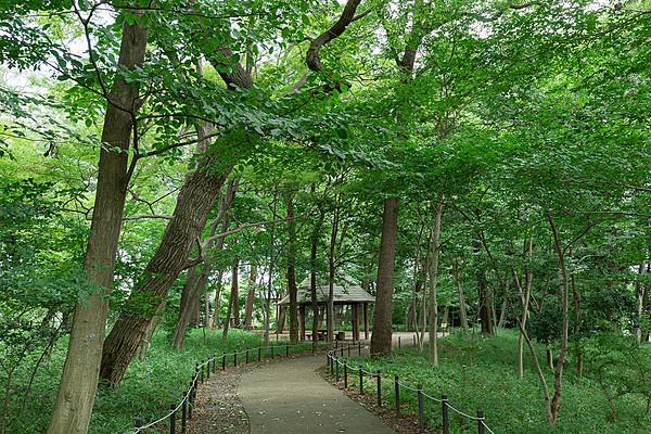 【周辺】三井の森公園