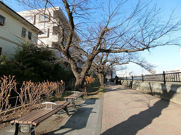 【外観】桜並木の遊歩道（20ｍ）