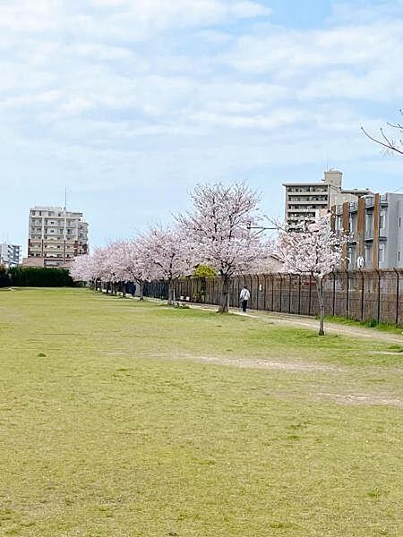【周辺】すぐ目前の南熊本公園♪春は桜がきれいです♪