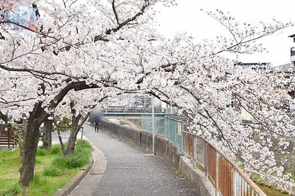 【周辺】近所の桜並木道もきれい！　毎年春が待ち遠しくなりますね♪