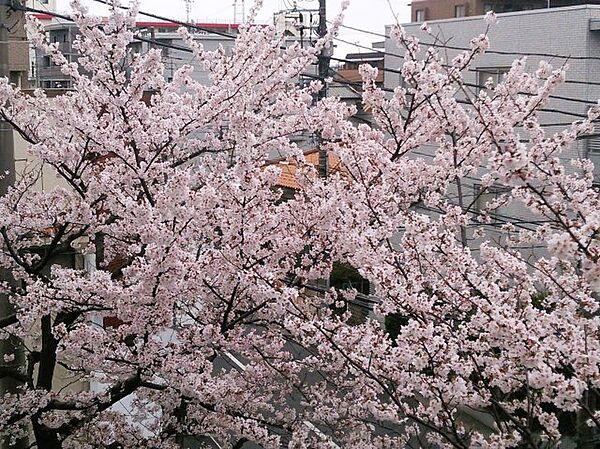 【周辺】バルコニー殻の眺望　春には目の前の桜が満開になります♪桜ビューのお部屋です！