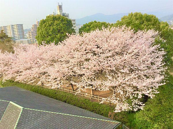 【周辺】桜の時期はバルコニーから満開の桜が見られます♪