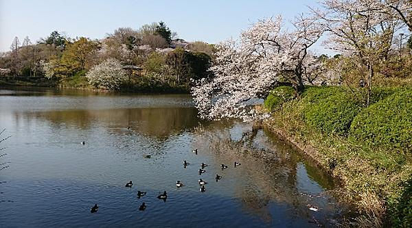 【周辺】【三ツ池公園】　三つの池を豊かな樹林が囲んでいます。日本の「さくら名所100選」に選ばれています。