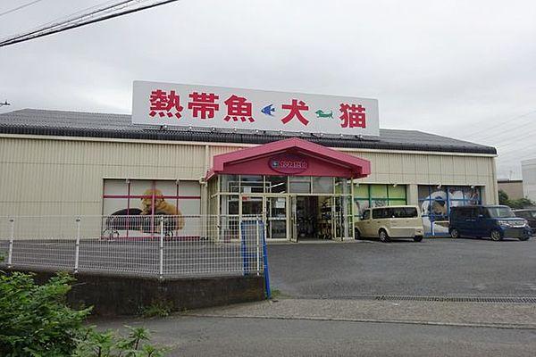 【周辺】かねだい　海老名店は犬猫だけでなく、熱帯魚なども販売しているお店です。 1130m
