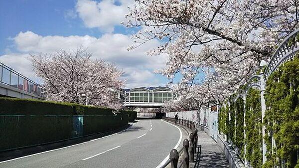【周辺】マンション北側には阪神競馬場がございます。　春には満開の桜を楽しむことが出来そうですね♪　お散歩コースにも最適です。