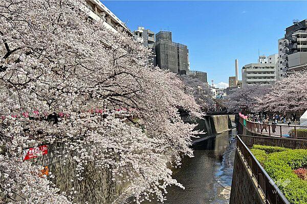 【周辺】目黒川の桜並木の外観