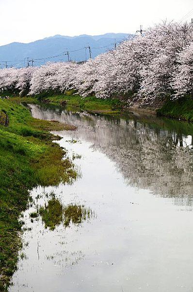 【周辺】【その他】真野川の桜まで382ｍ