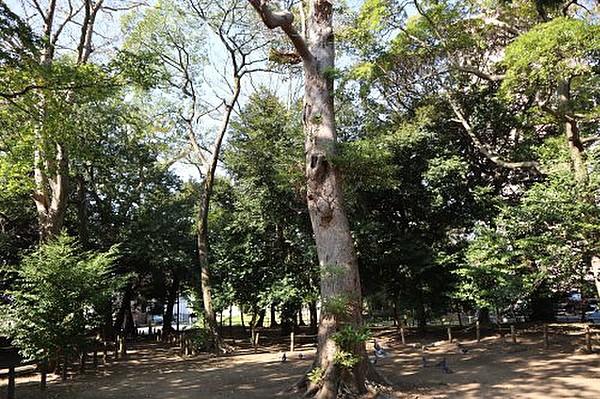 【周辺】【公園】菊田神社・水鳥の池まで588ｍ